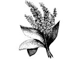 Caper plant (Capparis spinosa), possibly the `Hyssop` of 1K.4.33, Ex.12.22, Jn.19.29, Mt.27.48, Mk.15.36, Lev.14.4,6,51, Num.19.18). It has a long reed-like trailing stem.